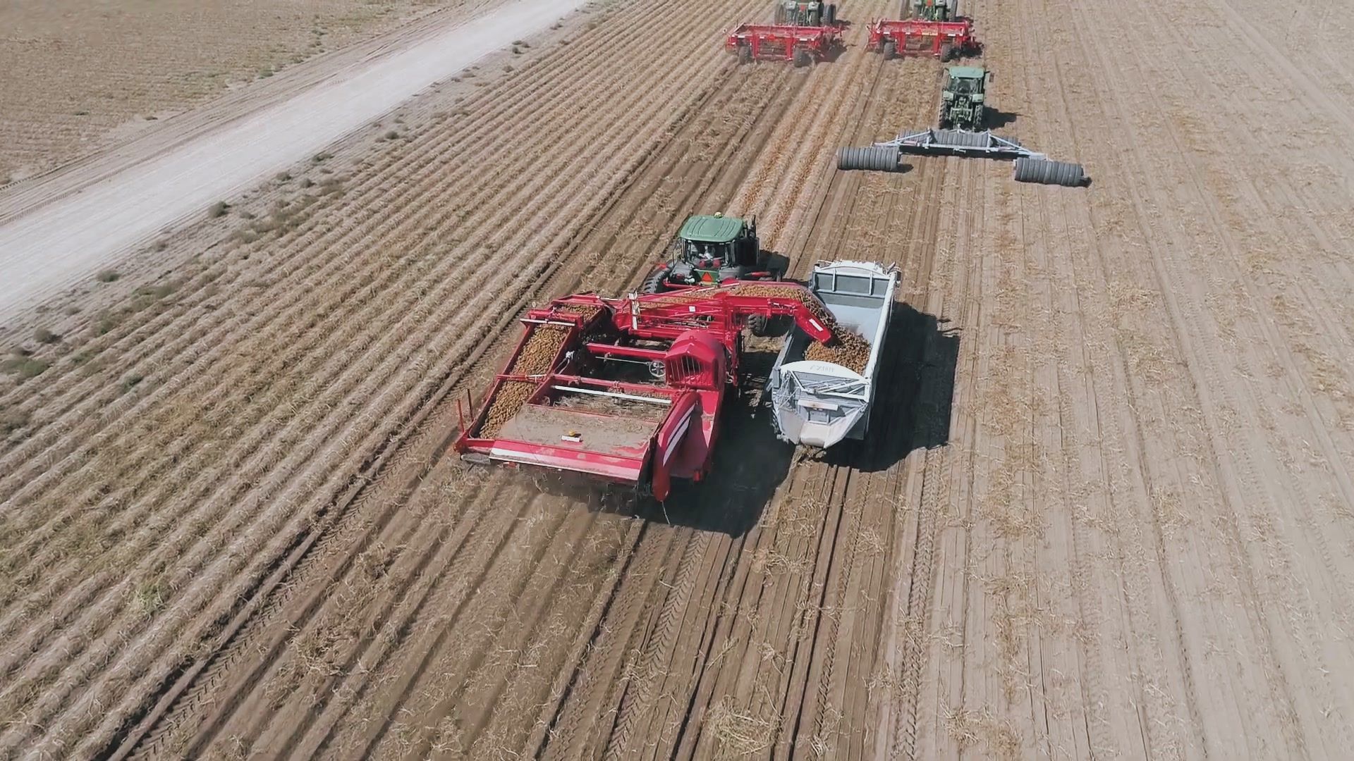 Potatoes being harvested