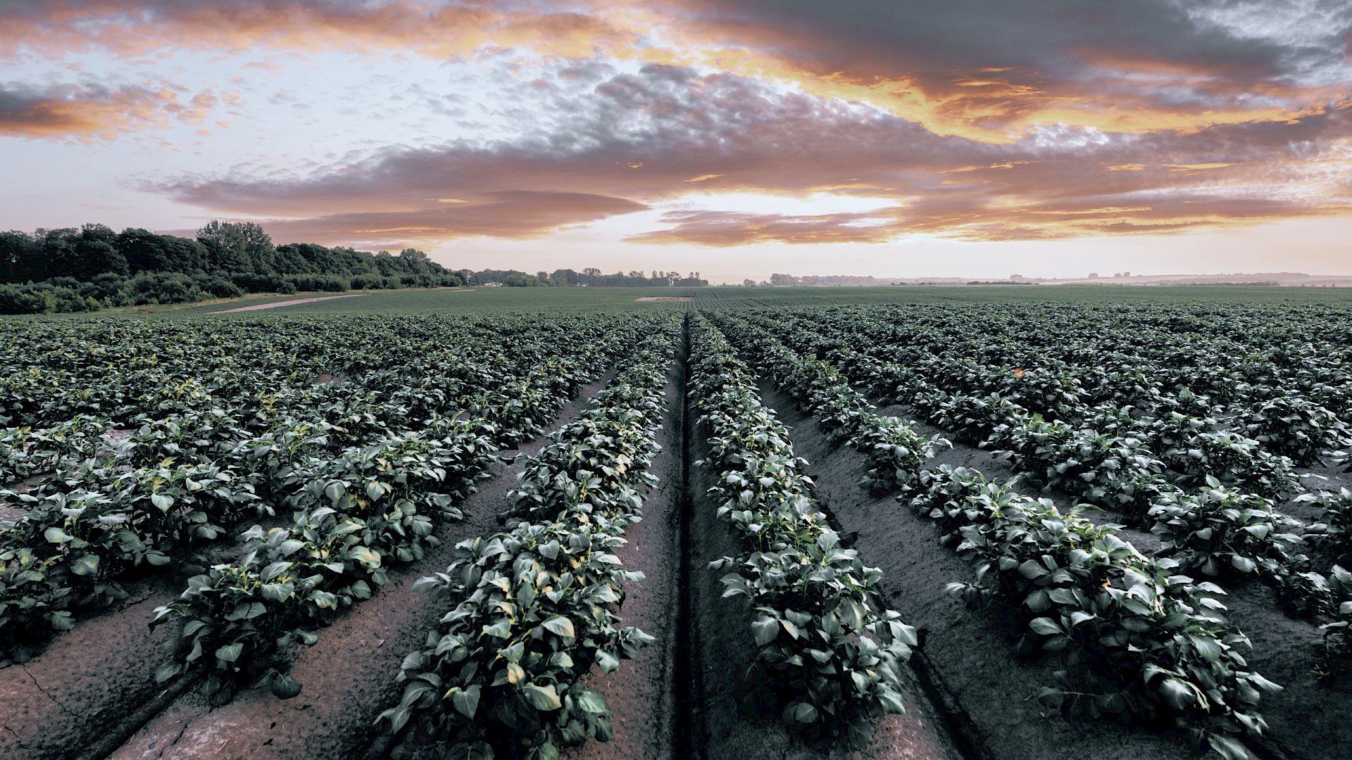 A field of potatoes at sunset