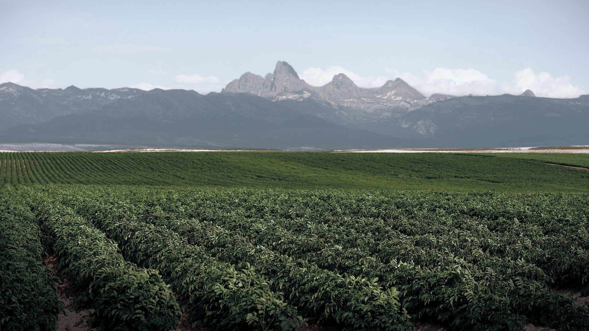 A field of potato plants in southern Idaho.